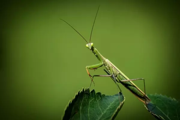 praying-mantis - Insects name in Hindi and English with pictures
