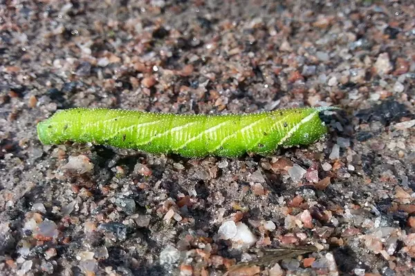 Maggot - Insects name in Hindi and English with pictures