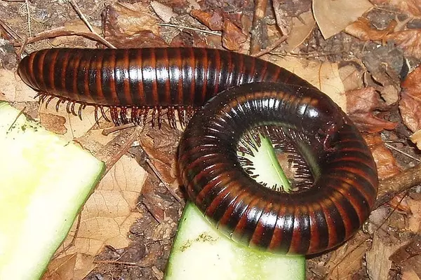 Millipede - Insects name in Hindi and English with pictures