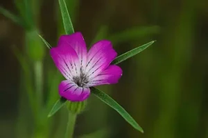 Flower Names In Hindi And English