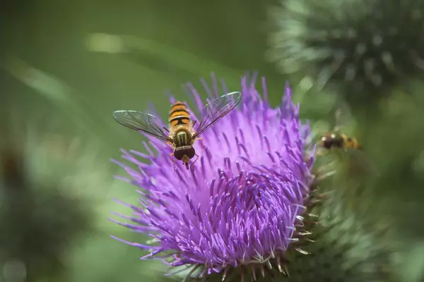 flies - Insects name in Hindi and English with pictures