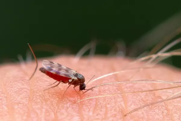 gnat - Insects name in Hindi and English with pictures