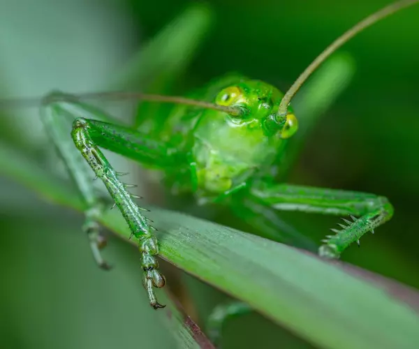 tree cricket - Insects name in Hindi and English with pictures