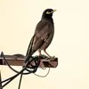 100 Birds Name in Hindi and English with Pictures