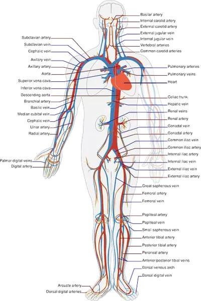 Human Body Parts Name in Hindi and English with Pictures