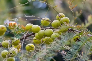 Fruits Name in Hindi and English with Pictures