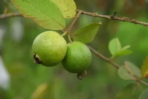 Fruits Name in Hindi and English with Pictures