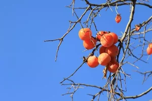 Fruits Name in Hindi and English with Pictures