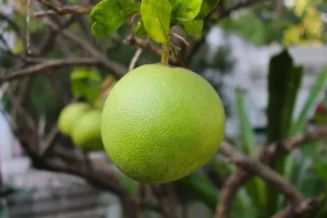Fruits Name in Hindi and English with Pictures