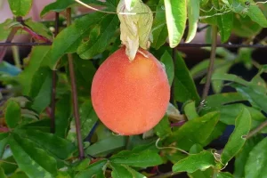 Fruits Name in Hindi and English with Pictures