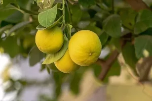 Fruits Name in Hindi and English with Pictures