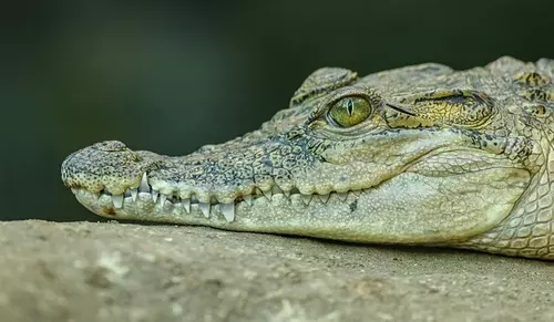 Seeing Crocodile in Dream