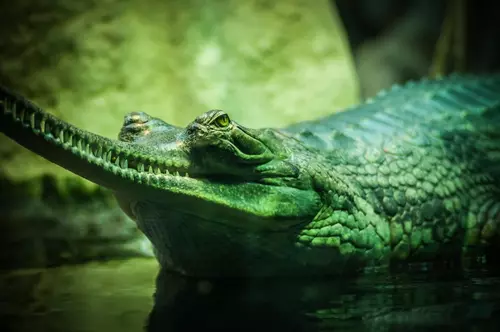 Seeing Crocodile in Dream