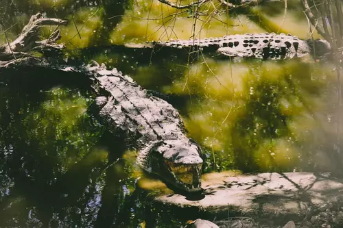 Seeing Crocodile in Dream